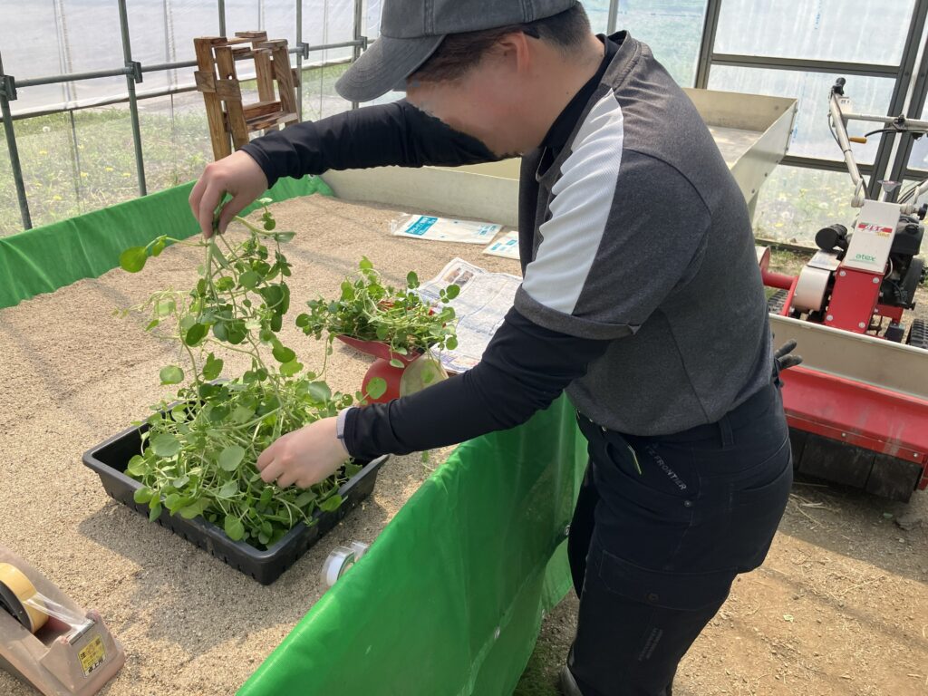 ぼかし　クレソン