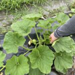 ５月かぼちゃ
