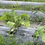 ラストかぶ5月
