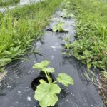 5月栗かぼちゃ