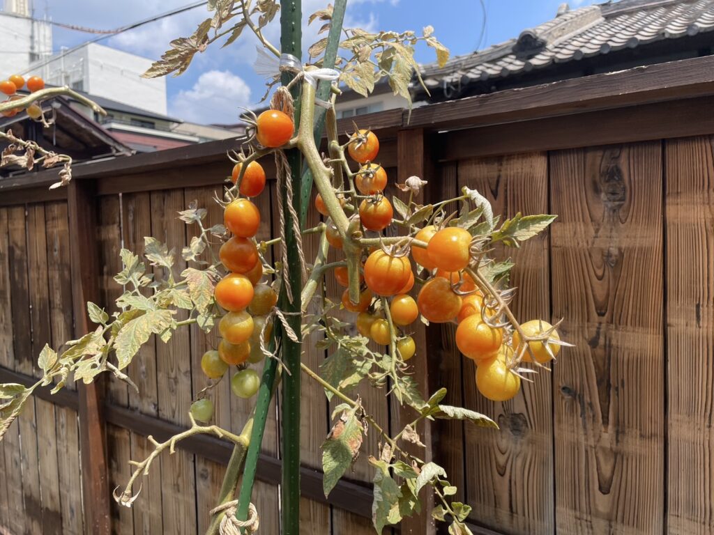 0727tomato