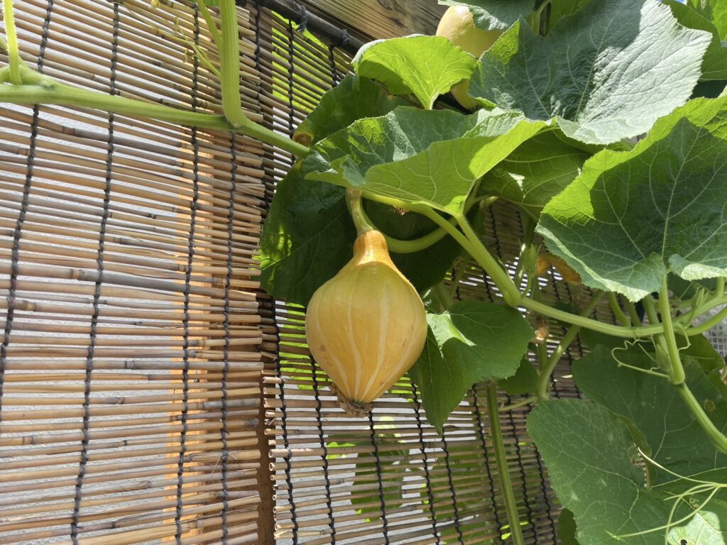 サラダかぼちゃ1
