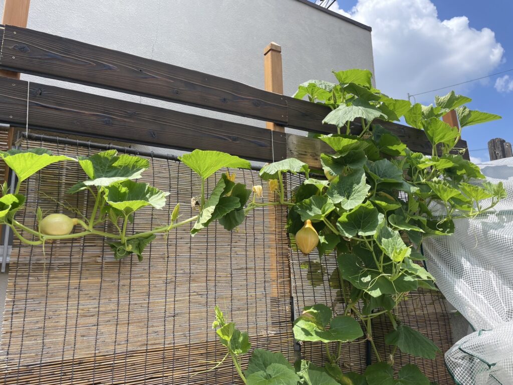 サラダかぼちゃツタ2